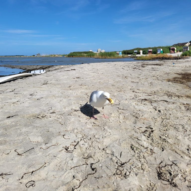 Strand Wendtorf an der Ostsee Marina Wendtorf Yachthafen an der Kieler Förde